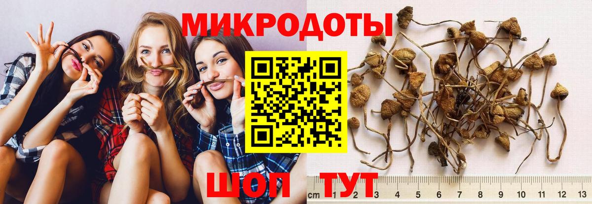 Псилоцибиновые грибы Psilocybe Полысаево